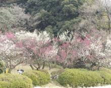 公園 ウメ園