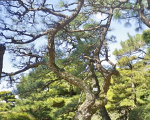公園 マツ林