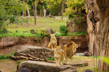 天王寺動物園