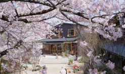 菊の花幼稚園の画像1