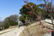 枚岡公園　枚岡梅林の画像