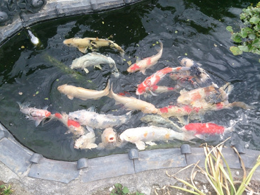 敷地内には見事な池と日本庭園 無縫庵(むほうあん)の画像2