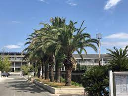 大川市立大川小学校の画像1