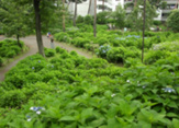 あじさい公園