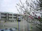 世田谷区立給田小学校