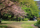北区立赤羽台さくら並木公園の画像
