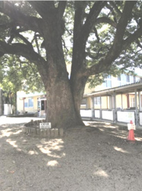 藤田小学校の画像4