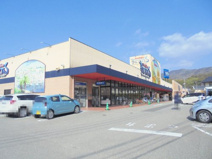 サンシャインベルティス