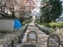 公園 蛇崩川支流緑道