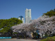 掃部山公園の画像
