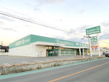 エバグリーンプラス和泉芦部店の画像1