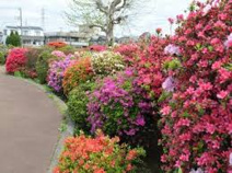 烏山つつじ緑地