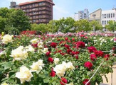 ばら公園