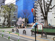 文京区立新花公園