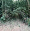 東大和芋窪緑地