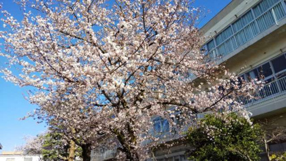 八王子市立第四中学校の画像2