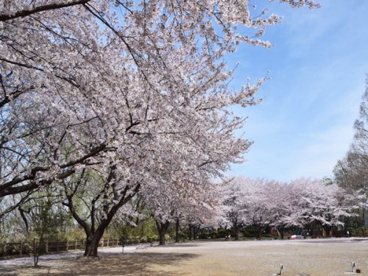 熊谷　駒形公園の画像1
