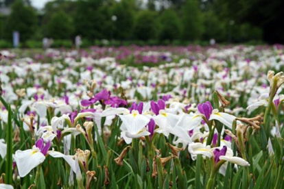 熊谷　花菖公園の画像1