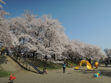 熊谷　万平公園の画像1