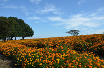 本庄　マリーゴールドの丘公園