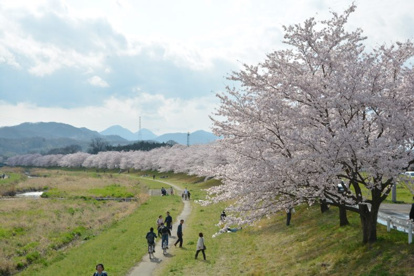 本庄　千本桜公園の画像1