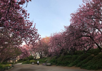 菊名桜山公園の画像1