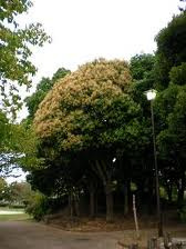 松戸中央公園の画像1