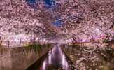 その他 目黒川の桜並木