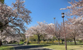 大島小松川公園 自由の広場
