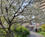 公園 中目黒公園
