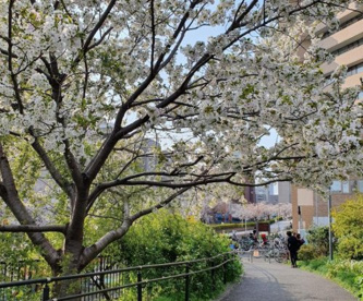中目黒公園の画像1