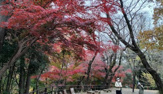 公園 都立戸山公園箱根山地区