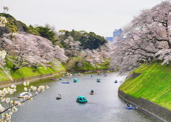 千鳥ケ淵の画像1