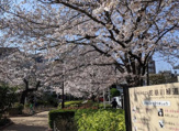 蛇崩川緑道