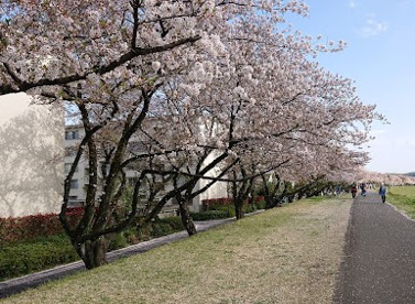 多摩川中央公園の画像1