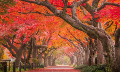 東京大学大学院理学系研究科附属植物園(小石川植物園)の画像1