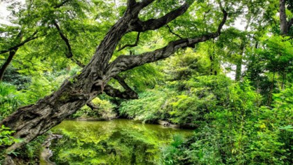 占春園の画像1