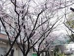 尼崎市立大成中学校の画像2