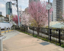 氷川さくら公園