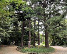 駒場公園のヒマラヤスギ