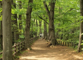 玉川上水緑道