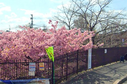 淀の河津桜の画像1