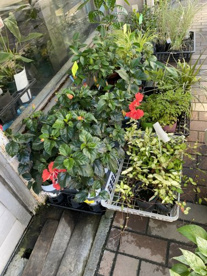生華園の画像2