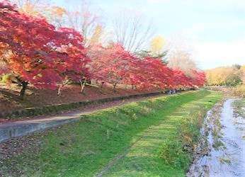 都立 武蔵野公園の画像1