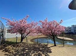 桜小路公園の画像1