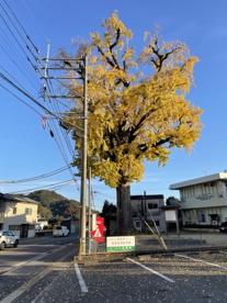 山田のイチョウの画像1