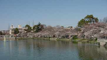 万代池公園の画像1
