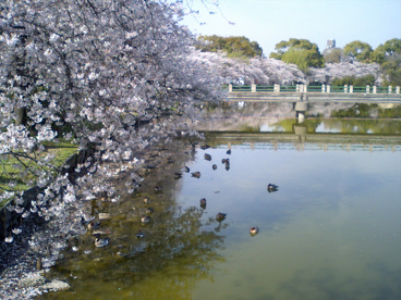 万代池公園の画像3