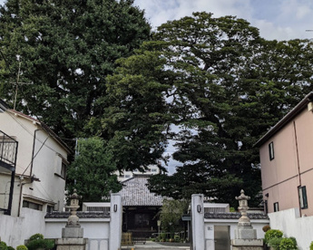 光福寺のイチョウの画像1