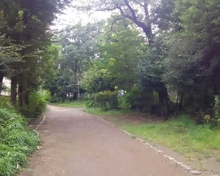 玉川上水旧水路 笹塚緑道